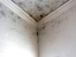 Best Mold Damage Restoration in USA