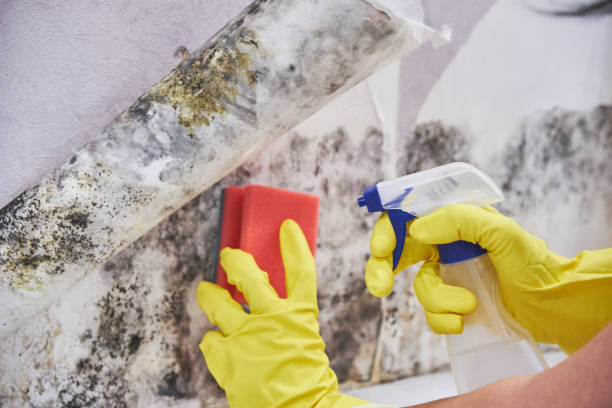 Best Black Mold Removal in USA